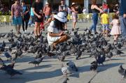 Feeding The Pigeons